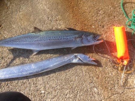 タチウオのちサゴシ