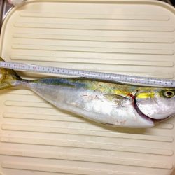 ツバス？ハマチ？