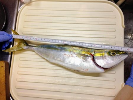 ツバス？ハマチ？