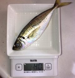 神戸湾奥　ワイワイアジング