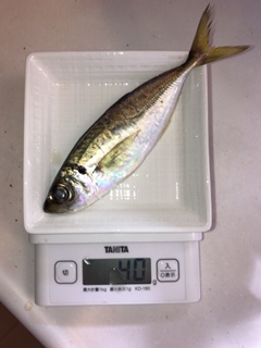 神戸湾奥　ワイワイアジング