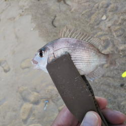 キス、のちハゼ