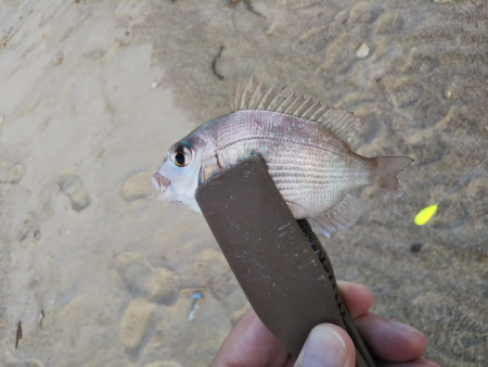 キス、のちハゼ