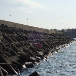 ハネ狙ったがセイゴばかり