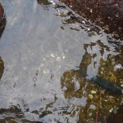 なんとか一匹！