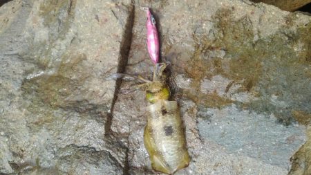 台風後のデイエギング