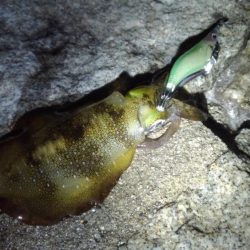 まだまだ渋い( ´-ω-)