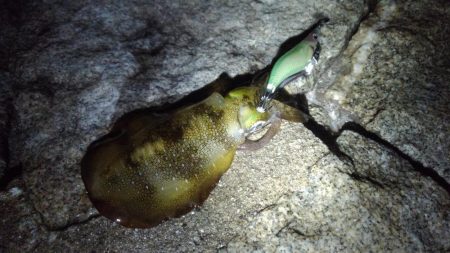 まだまだ渋い( ´-ω-)