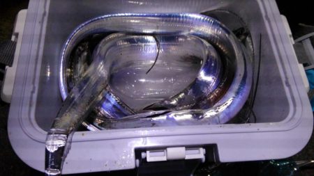 おおう、坊主じゃなかった!