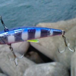 青物狙いのはずが