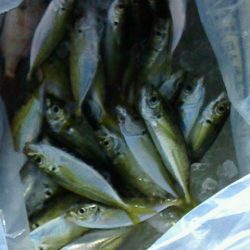 サビキ後うき釣り