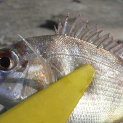 チャリ子釣れた。