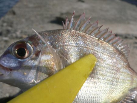 チャリ子釣れた。