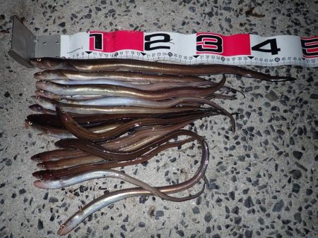 アナゴ（投げ釣り）