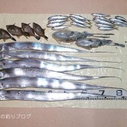 タチウオ・アオリイカ・マイワシ