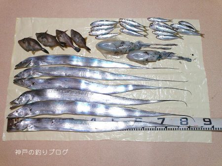 タチウオ・アオリイカ・マイワシ