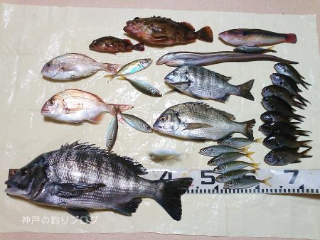 久々ウキフカセ