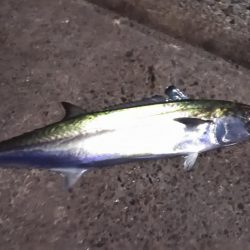 エギングと浮き釣り