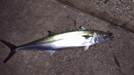 エギングと浮き釣り