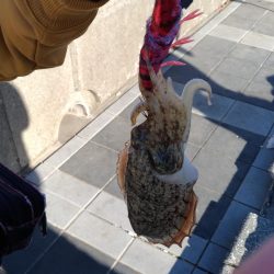 早朝太刀魚からのサビキ、のませ釣り