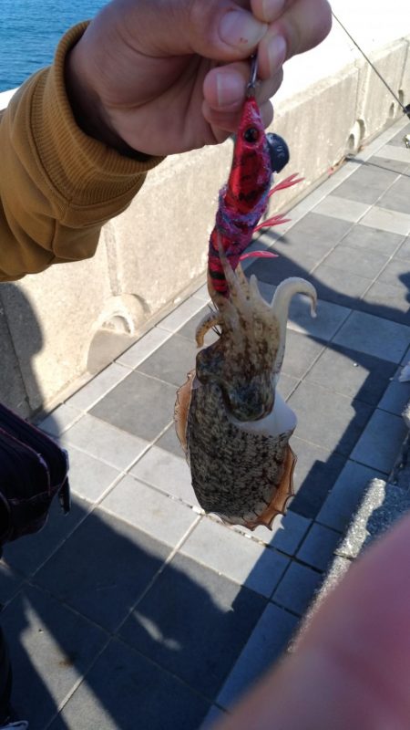 早朝太刀魚からのサビキ、のませ釣り