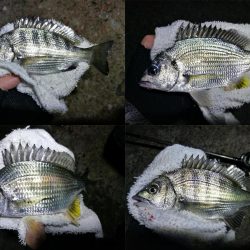 台風後の南港カモメ大橋ヘチ釣行 (好釣果 真チヌ36cm、キビレ39cm、ガシラ、釣果有り)