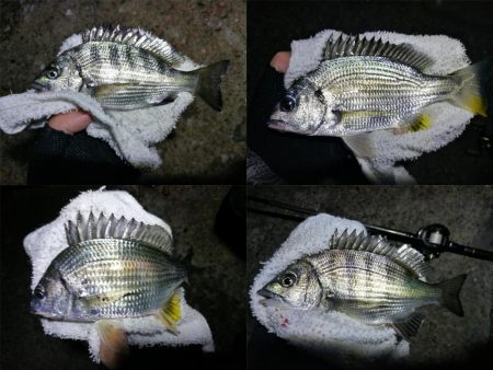 台風後の南港カモメ大橋ヘチ釣行 (好釣果 真チヌ36cm、キビレ39cm、ガシラ、釣果有り)