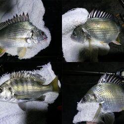 南港フェリーヘチ釣り(何気に五目釣り達成!? 真チヌ、キビレ、ガシラ、メバル、ミニシーバス 釣果w)