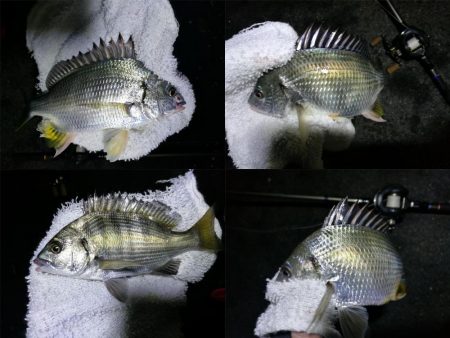 南港フェリーヘチ釣り(何気に五目釣り達成!? 真チヌ、キビレ、ガシラ、メバル、ミニシーバス 釣果w)