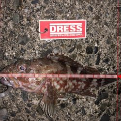 太刀魚、カサゴが釣れました