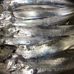 太刀魚まだまだ好調アオリイカも好調