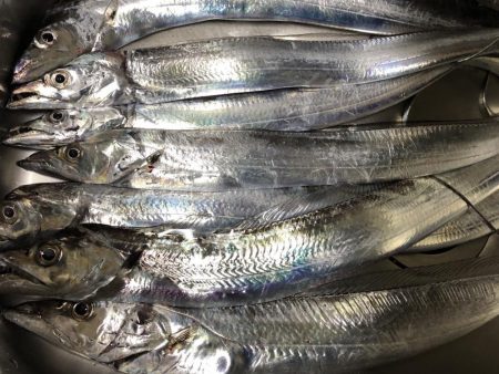 太刀魚まだまだ好調アオリイカも好調