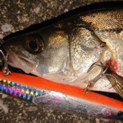 波止際サラシパターン