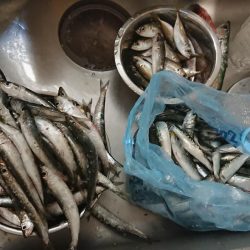 マイワシは餌なしでオッケー