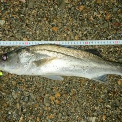 シーバス釣果