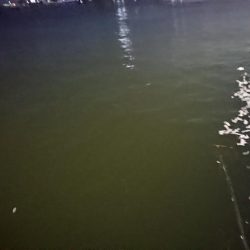 渋かった夕練シーバス