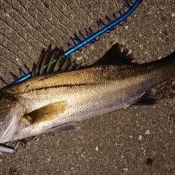 夕練シーバス70キャッチもバラシ半分…