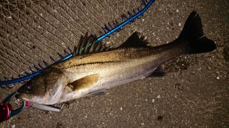 夕練シーバス70キャッチもバラシ半分…