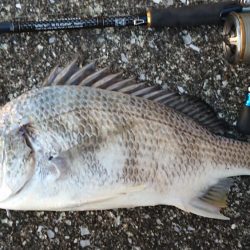 朝練、シーバス調査!