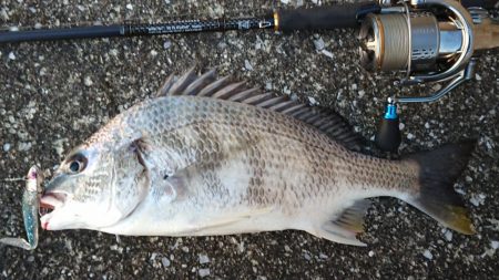 朝練、シーバス調査!