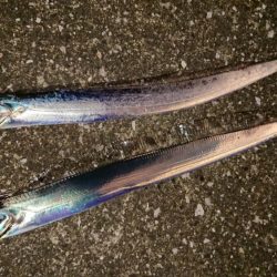 夕練北風強かった~