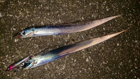 夕練北風強かった~