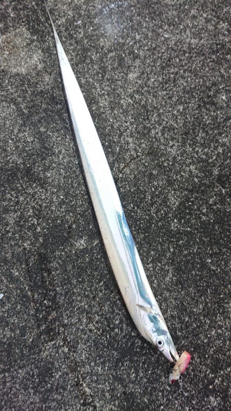 夕練はタッチーからのシーバスハンティング