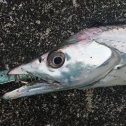 夕練シーバス調査に行くも…