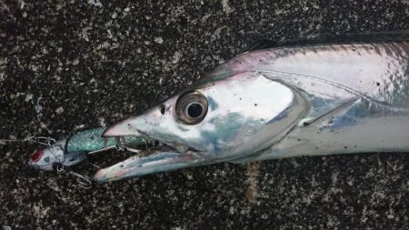 夕練シーバス調査に行くも…