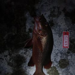 台風明け　早朝トップでゴマフエダイ