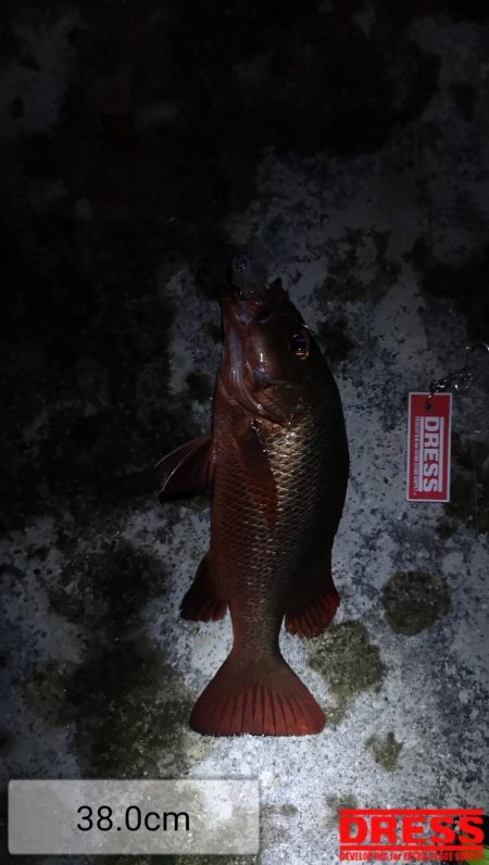 台風明け　早朝トップでゴマフエダイ