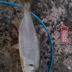 朝マズメの短時間勝負、ターポン