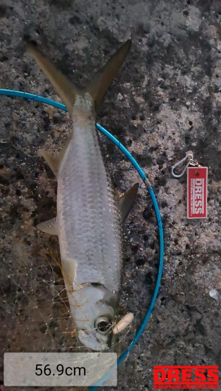 朝マズメの短時間勝負、ターポン