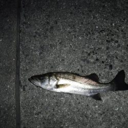 虫ヘッドで五目釣り